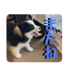 元気いっぱいボーダーコリーのmaxくん（個別スタンプ：15）