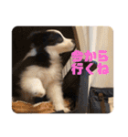 元気いっぱいボーダーコリーのmaxくん（個別スタンプ：16）