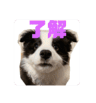 元気いっぱいボーダーコリーのmaxくん（個別スタンプ：18）