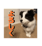 元気いっぱいボーダーコリーのmaxくん（個別スタンプ：22）