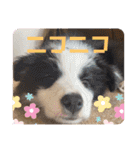 元気いっぱいボーダーコリーのmaxくん（個別スタンプ：25）