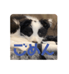 元気いっぱいボーダーコリーのmaxくん（個別スタンプ：28）