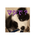元気いっぱいボーダーコリーのmaxくん（個別スタンプ：31）