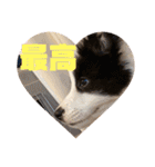 元気いっぱいボーダーコリーのmaxくん（個別スタンプ：32）