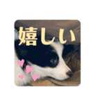 元気いっぱいボーダーコリーのmaxくん（個別スタンプ：33）