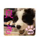 元気いっぱいボーダーコリーのmaxくん（個別スタンプ：34）