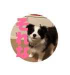 元気いっぱいボーダーコリーのmaxくん（個別スタンプ：36）