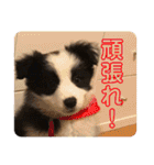 元気いっぱいボーダーコリーのmaxくん（個別スタンプ：38）
