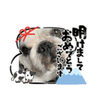 2021アレク犬スタンプ（個別スタンプ：2）
