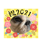 2021アレク犬スタンプ（個別スタンプ：3）