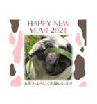 2021アレク犬スタンプ（個別スタンプ：4）