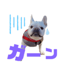 フレブル⭐︎福たん文字デカスペシャルver（個別スタンプ：11）