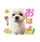マルチーズのおもち③（個別スタンプ：1）