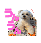 マルチーズのおもち③（個別スタンプ：2）