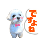 マルチーズのおもち③（個別スタンプ：3）