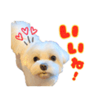 マルチーズのおもち③（個別スタンプ：4）