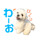 マルチーズのおもち③（個別スタンプ：8）
