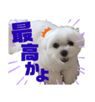 マルチーズのおもち③（個別スタンプ：9）