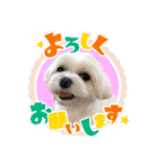 マルチーズのおもち③（個別スタンプ：11）