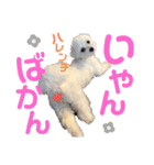 マルチーズのおもち③（個別スタンプ：13）