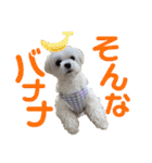 マルチーズのおもち③（個別スタンプ：14）