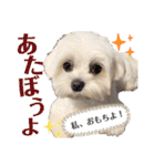 マルチーズのおもち③（個別スタンプ：22）