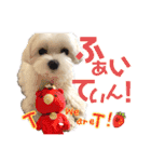 マルチーズのおもち③（個別スタンプ：23）