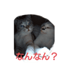 にゃー子と友達（個別スタンプ：2）