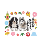 ハスキー＆バーニーズの日常会話（個別スタンプ：2）