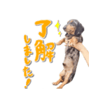 それいけ！マロンスタンプ（個別スタンプ：2）