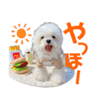 マルチーズのCOCORO②（個別スタンプ：1）