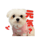 マルチーズのCOCORO②（個別スタンプ：2）