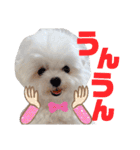 マルチーズのCOCORO②（個別スタンプ：3）