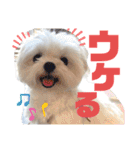 マルチーズのCOCORO②（個別スタンプ：4）
