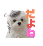 マルチーズのCOCORO②（個別スタンプ：5）