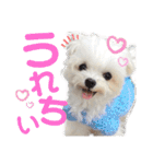 マルチーズのCOCORO②（個別スタンプ：7）