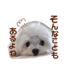 マルチーズのCOCORO②（個別スタンプ：8）