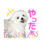 マルチーズのCOCORO②（個別スタンプ：9）