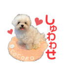 マルチーズのCOCORO②（個別スタンプ：10）