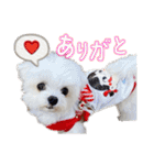 マルチーズのCOCORO②（個別スタンプ：11）