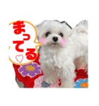 マルチーズのCOCORO②（個別スタンプ：12）