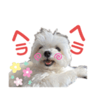 マルチーズのCOCORO②（個別スタンプ：13）