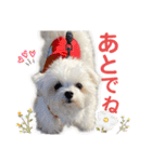 マルチーズのCOCORO②（個別スタンプ：15）