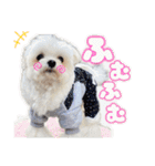 マルチーズのCOCORO②（個別スタンプ：17）