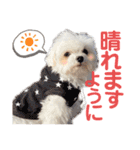 マルチーズのCOCORO②（個別スタンプ：18）