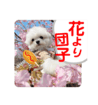 マルチーズのCOCORO②（個別スタンプ：19）
