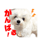 マルチーズのCOCORO②（個別スタンプ：21）