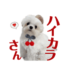 マルチーズのCOCORO②（個別スタンプ：22）