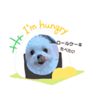 マルチーズのCOCORO②（個別スタンプ：23）