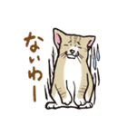 ダルねこ日常（個別スタンプ：3）